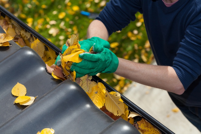 A top down view of a set of black gutters with yellow leaves in them. You can see a worker's green-gloved hands picking up a handful of leaves off to the right side of the frame.