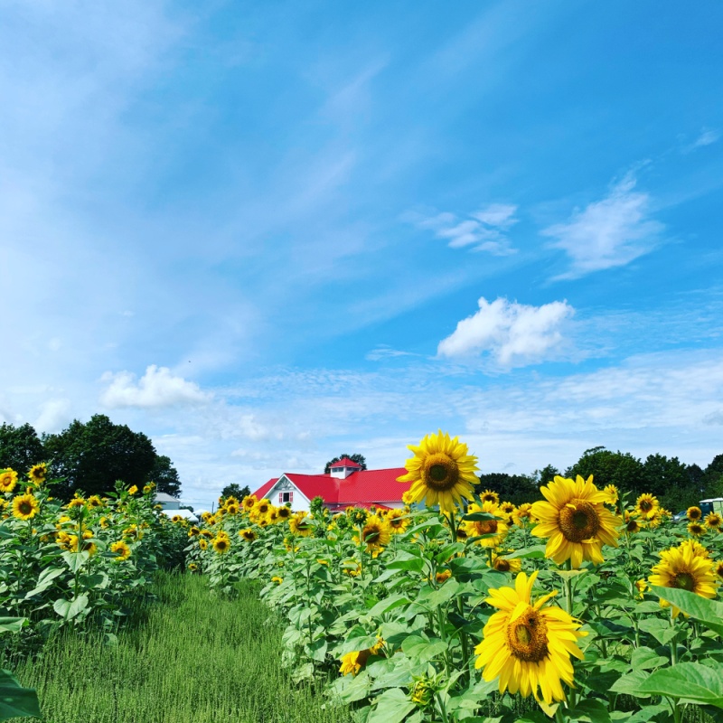 Roofing, Siding & Windows Contractor in Hampton Falls, NH Bay State