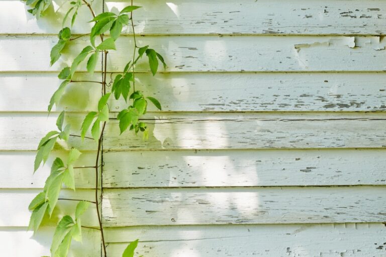 Worn Out Siding with Plant Growing on the side